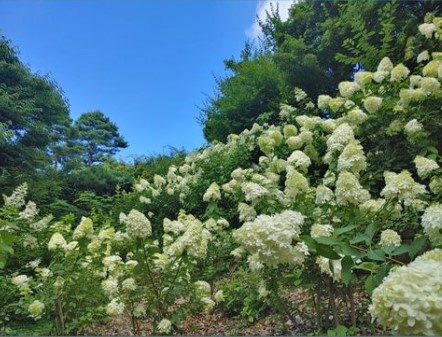 화담숲 수국축제