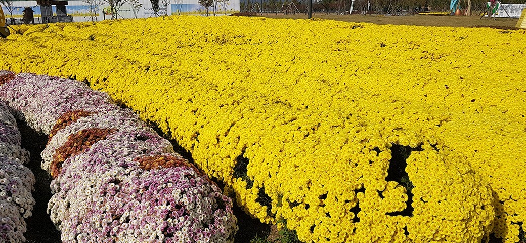 평택 농업생태원 수국