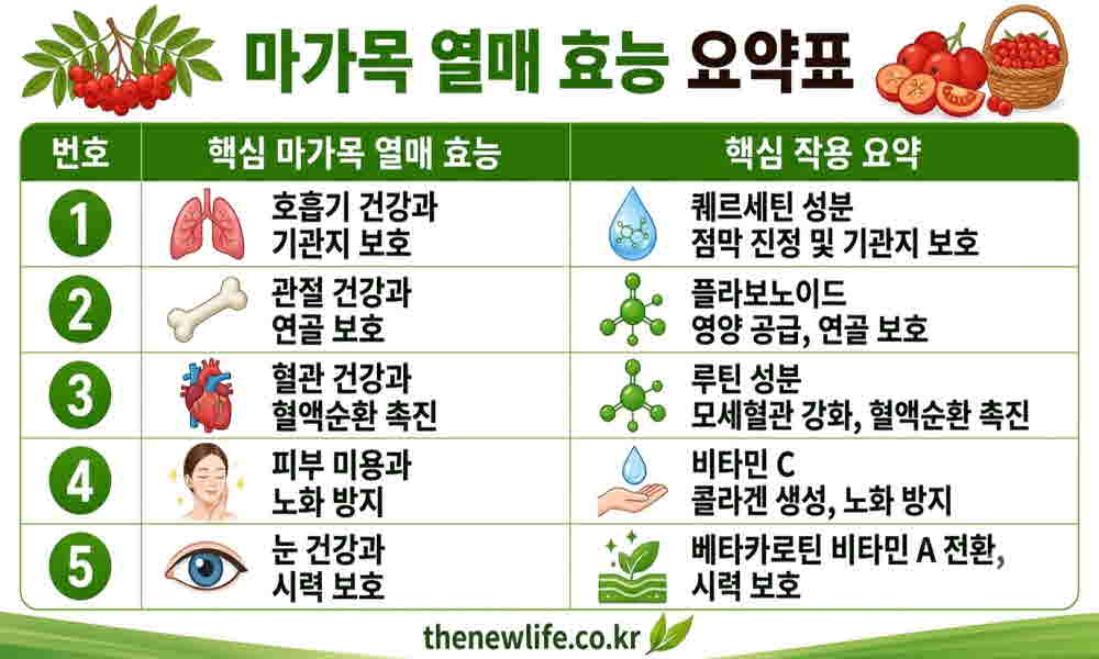 마가목열매 효능 요약표