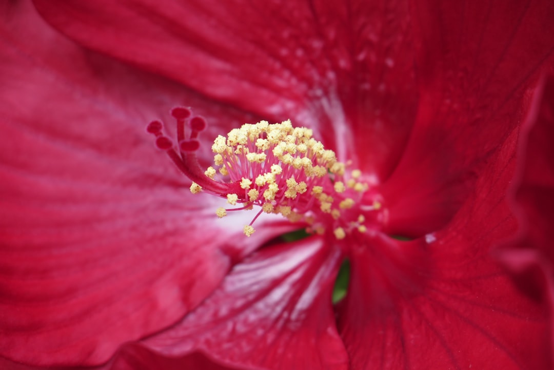 Pollen