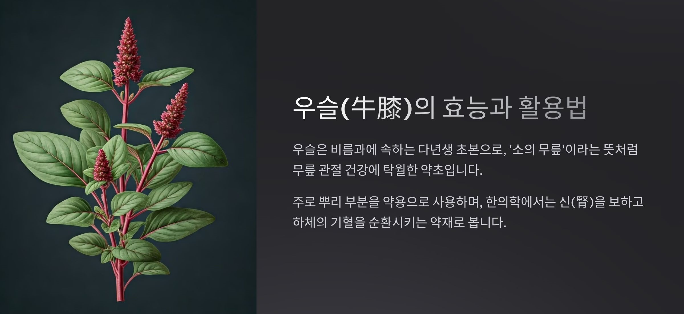 우슬이란? 효능과 활용법
