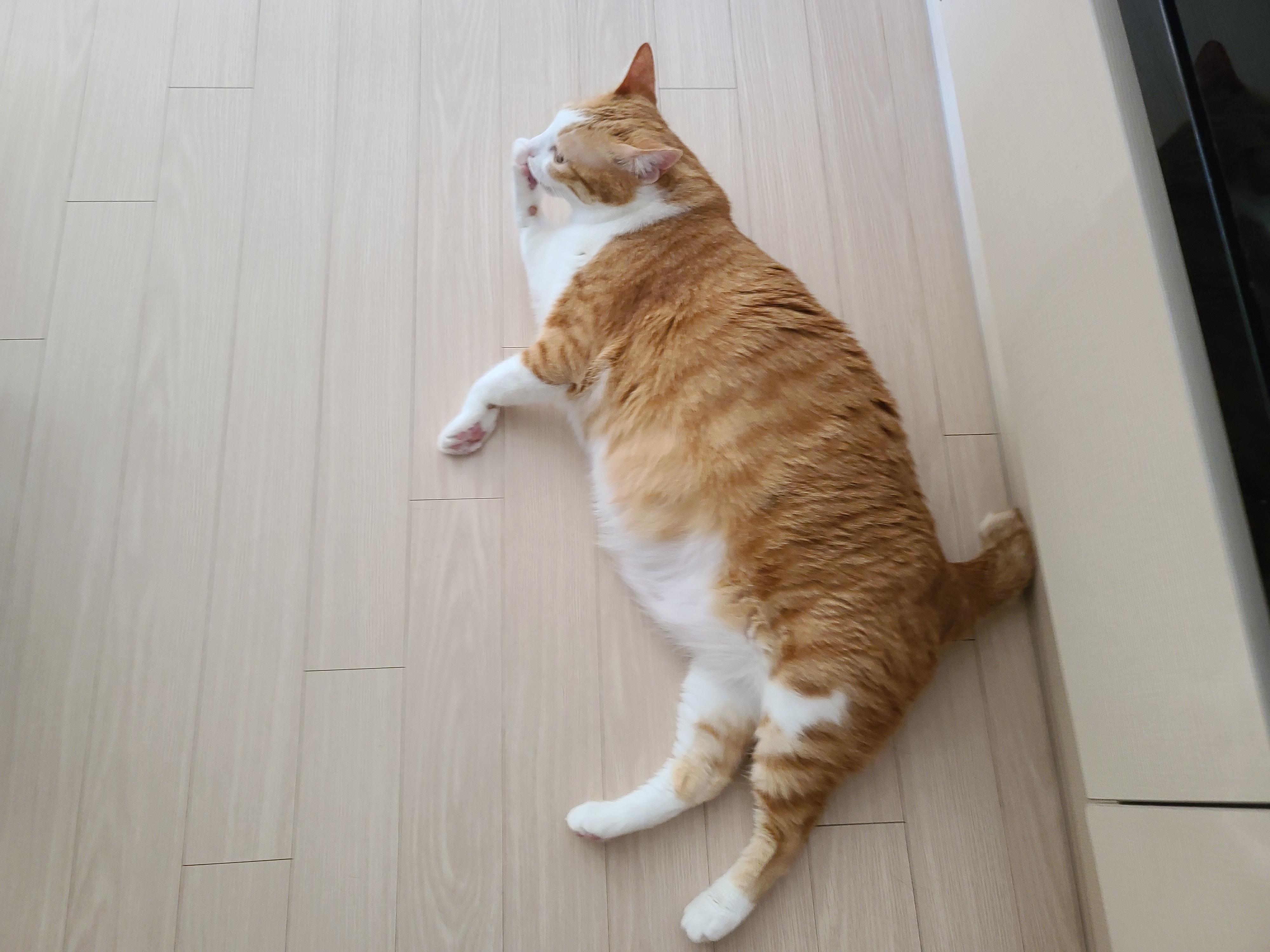 새해첫날 고양이 호야