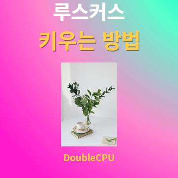 루스커스 키우기 물주기