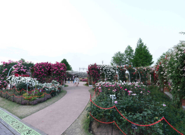 2025 곡성 세계장미축제