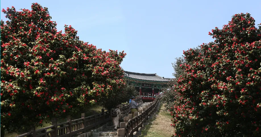 서천-동백꽃-주꾸미-축제-동백꽃