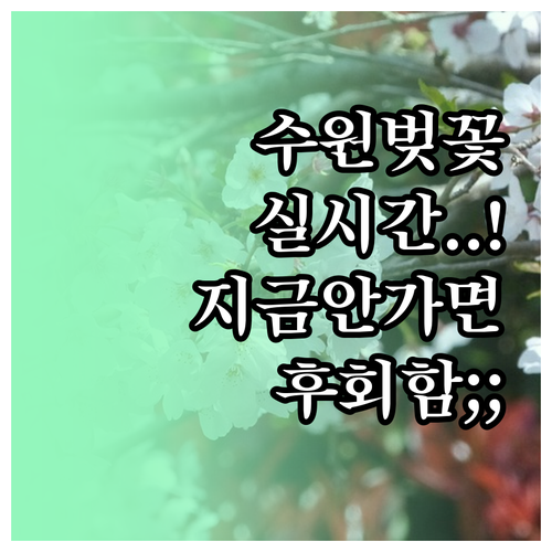 수원 벚꽃 명소 실시간 정보 및 방문..