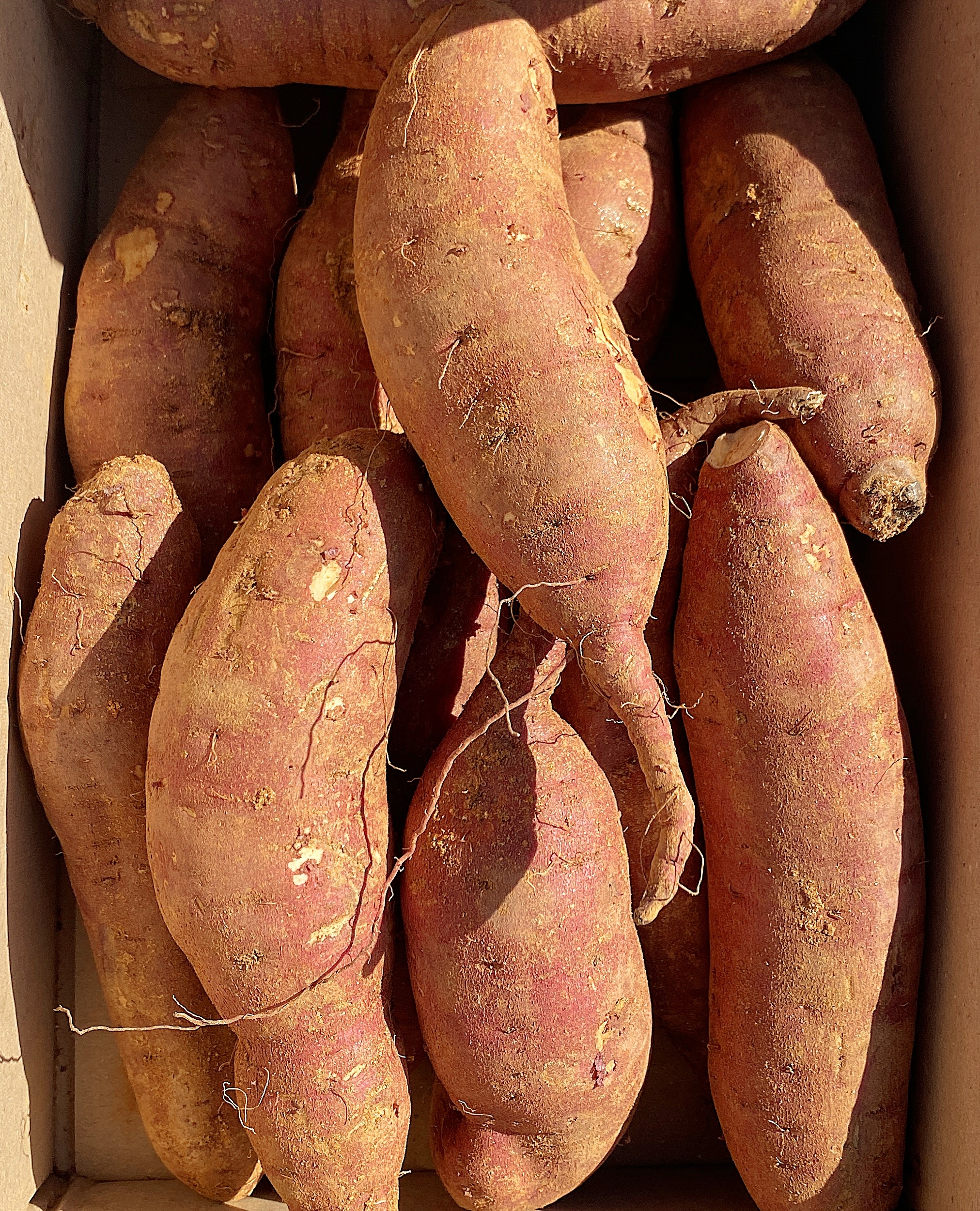 베니하루카 고구마