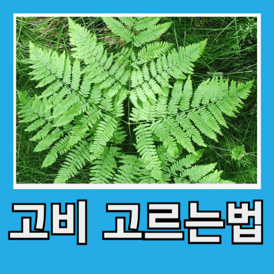 고비 고르는 법