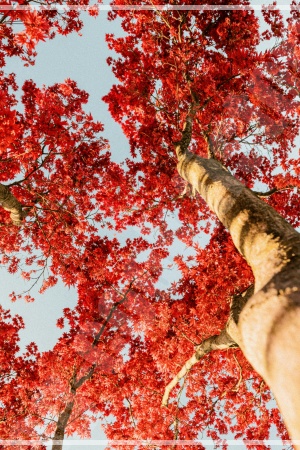 하늘 높이 뻗은 노란 은행나무들이 터널을 이루고 있는 서울숲의 은행나무숲 길 