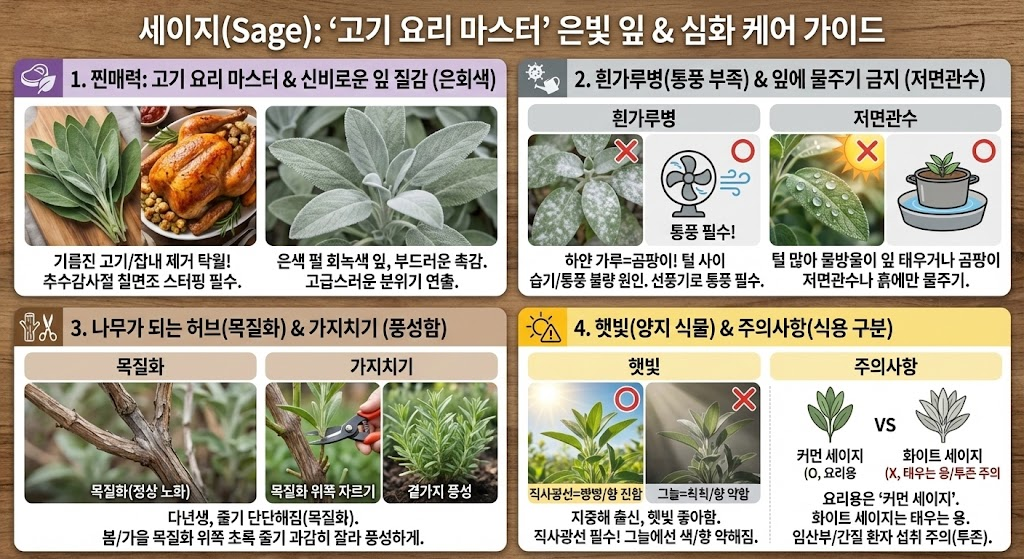 허브 세이지 효능