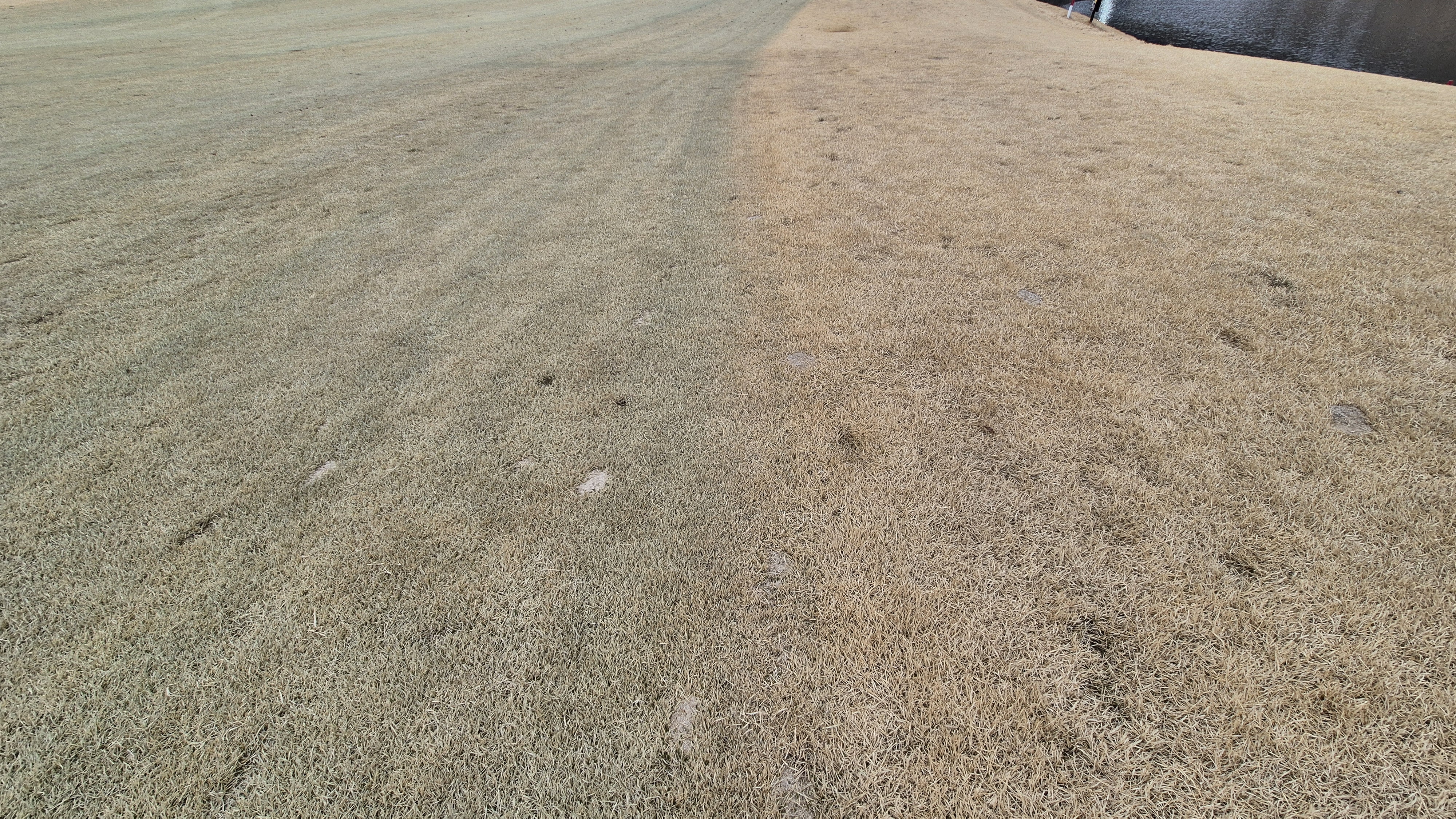 세현cc 코스 관리 상태