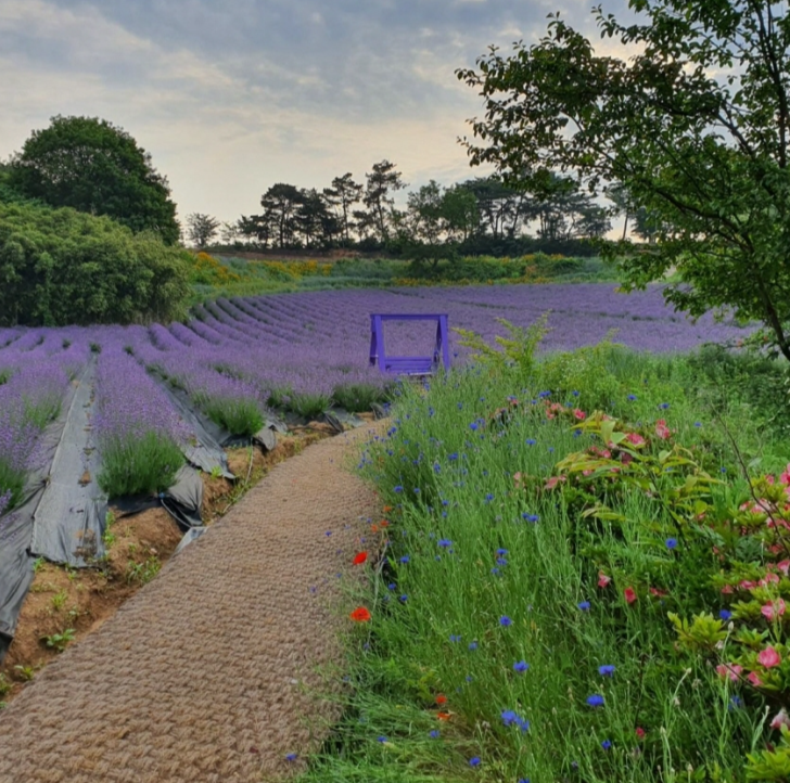 라벤더꽃밭-오솔길
