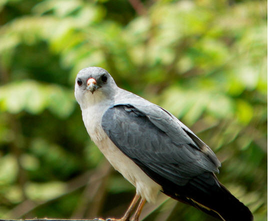 붉은배새매, 숲의 그림자 위를 나는 마지막 맹금|멸종위기 야생조류 이야기