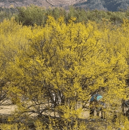 구례 산수유 축제 일정&amp;#44; 주차&amp;#44; 주변 여행지 안내 