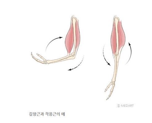 길항근