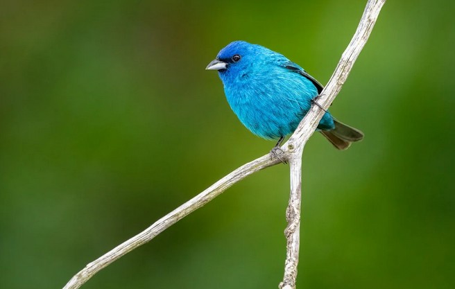 동양하루살이 천적, 새