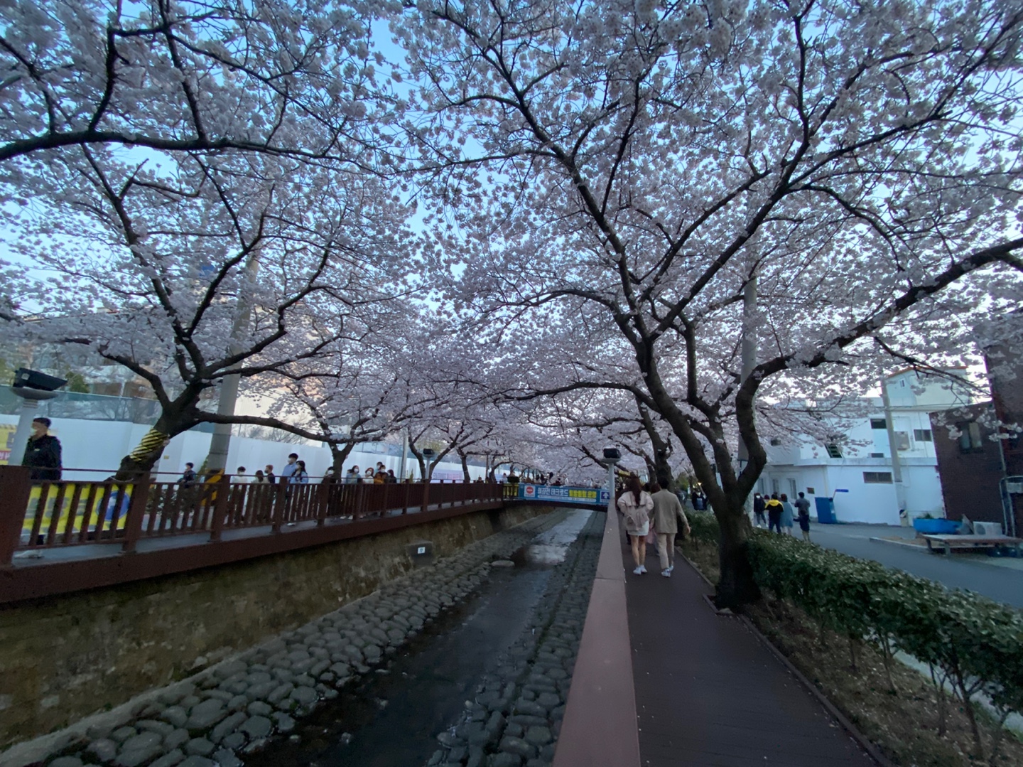 진해벚꽃실시간 여좌천 연인들