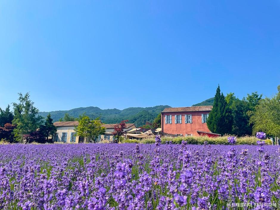 라벤더 명소 개화시기 꽃말