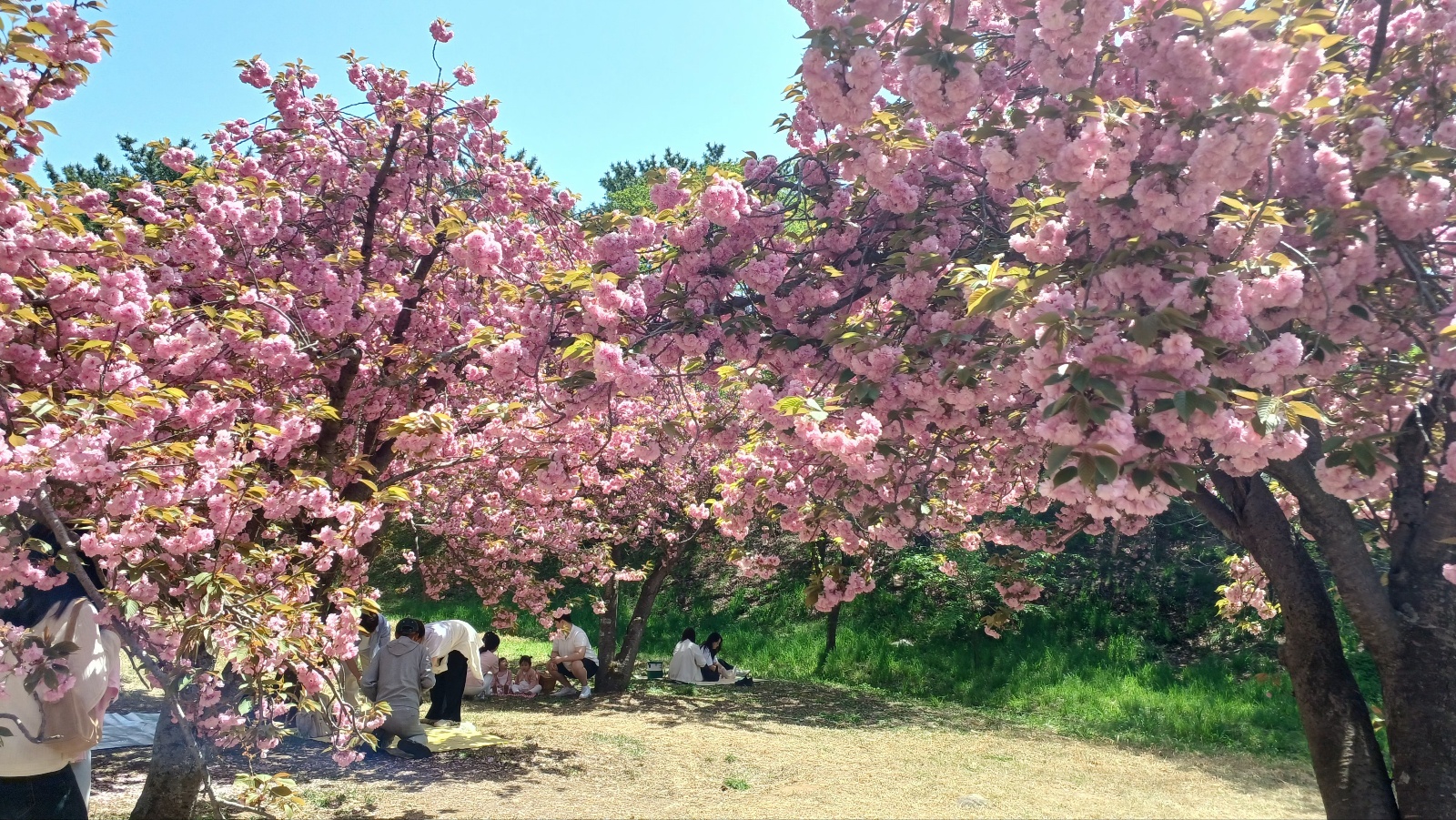 불국사 겹벚꽃5