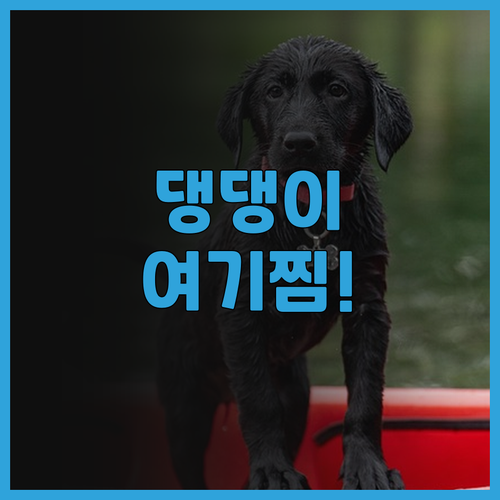 청양 콩밭매는댕댕이펜션 추천! 반려견..