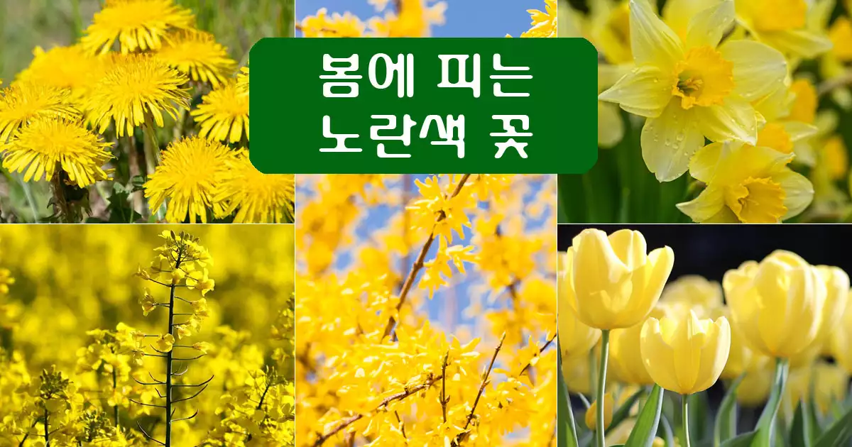 노란색봄꽃