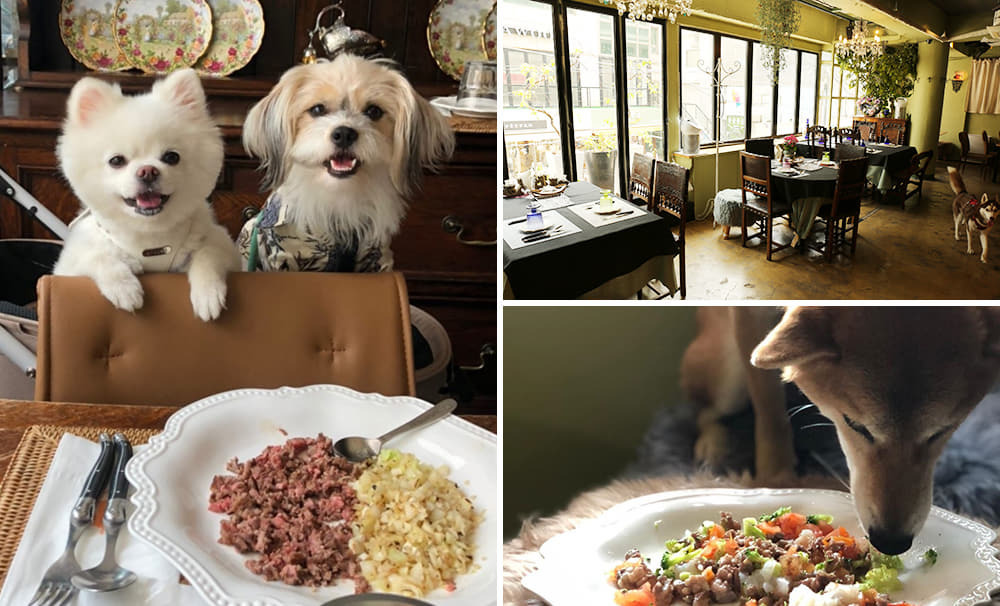 반려견 맛집 추천사진