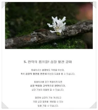 약용식물 동충하초 자연의 신비 건강 효능과 활용_17