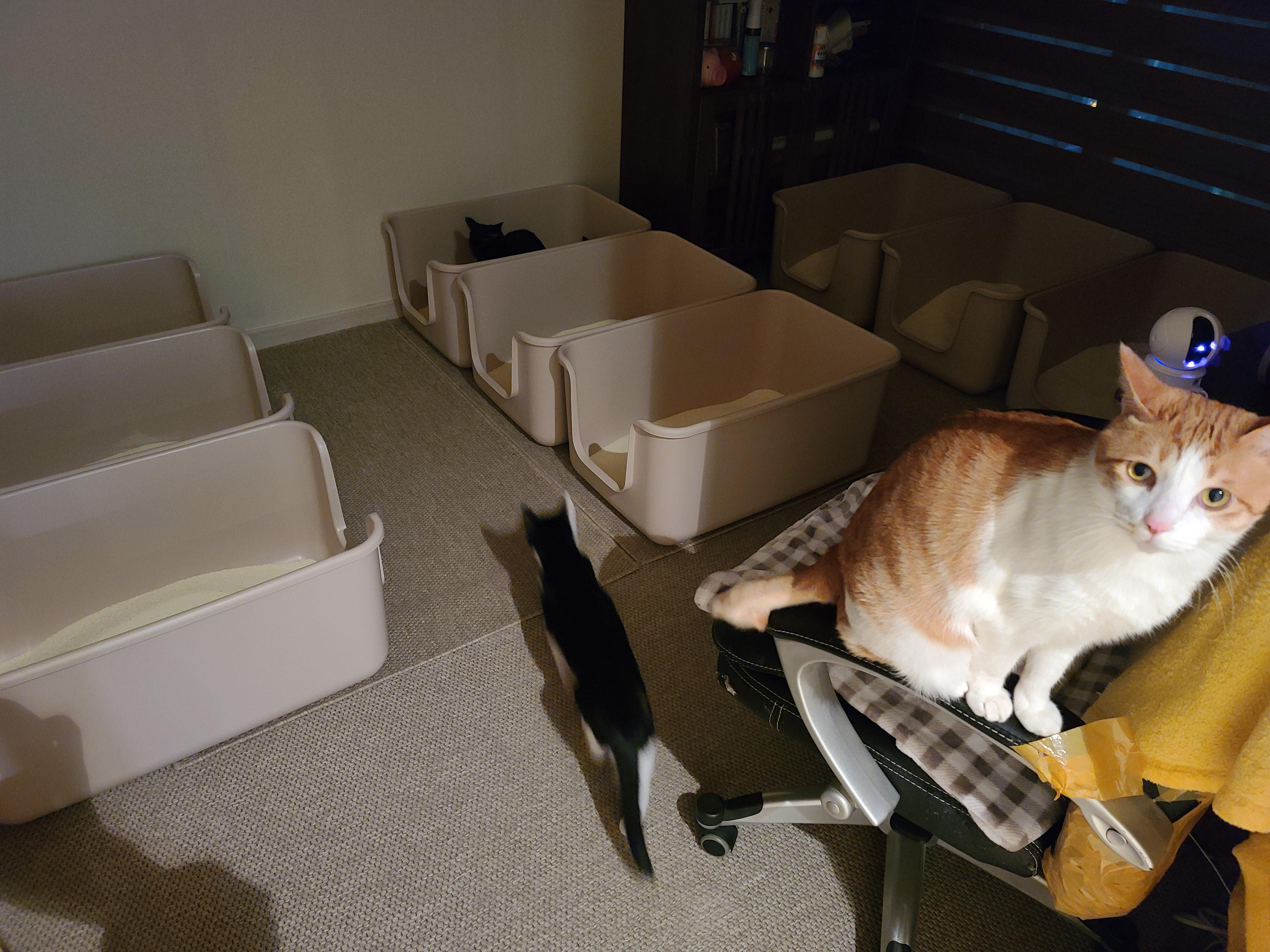 고양이 화장실 모래 전체갈이.