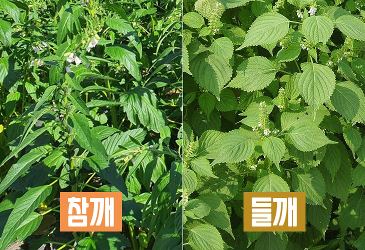 참깨 들깨 차이