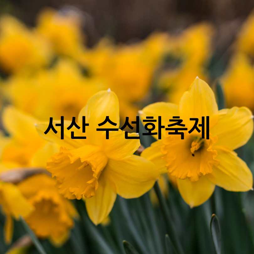 서산 유기방가옥 수선화축제