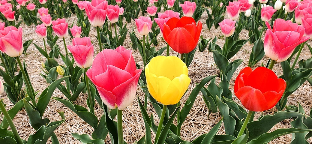 평택 농업생태원 수국