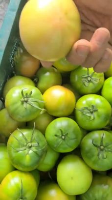 제 21회 대저 토마토 축제 기본일정과 프로그램 소개 (장민호 출연)