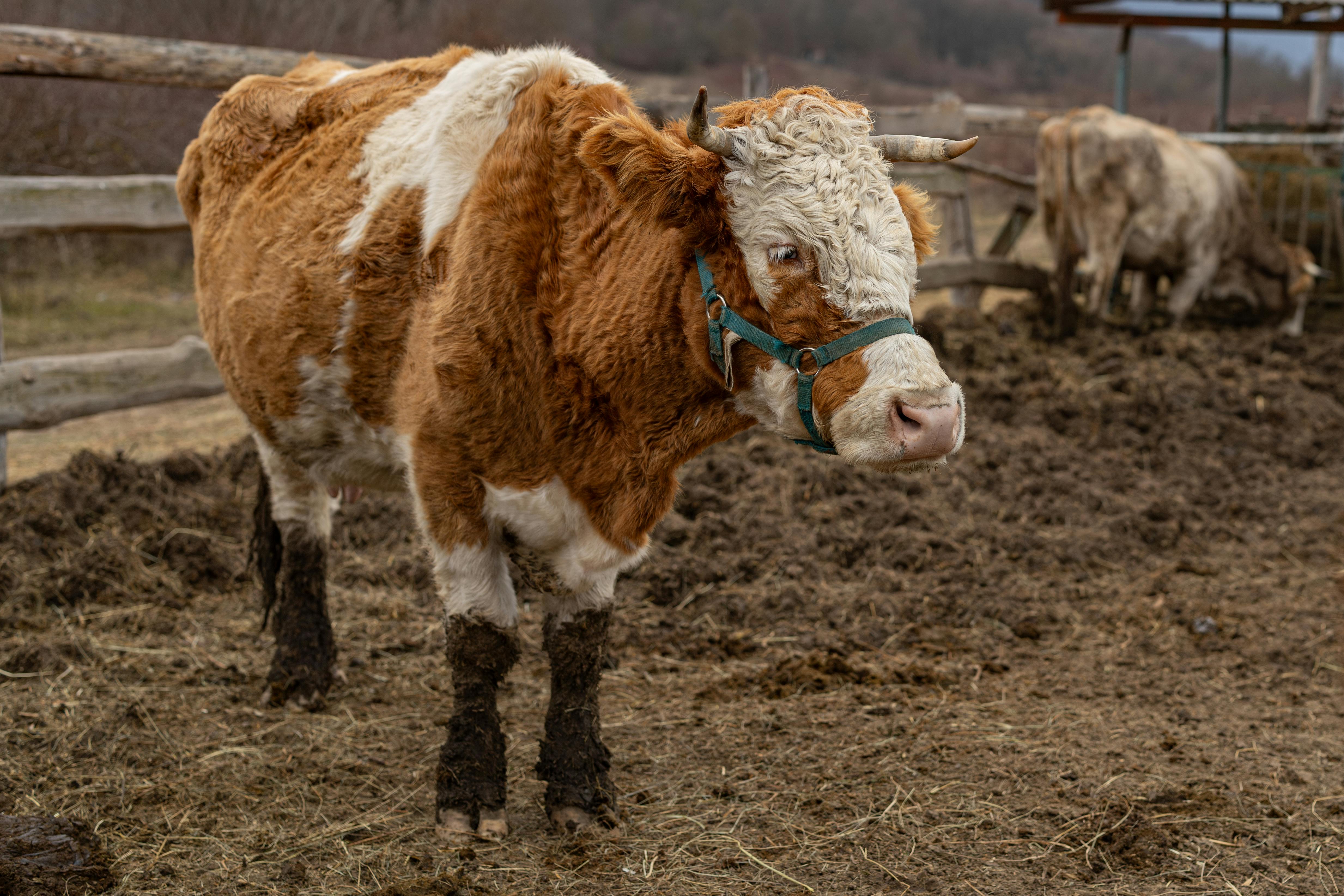 귀농 농촌 관련 사진