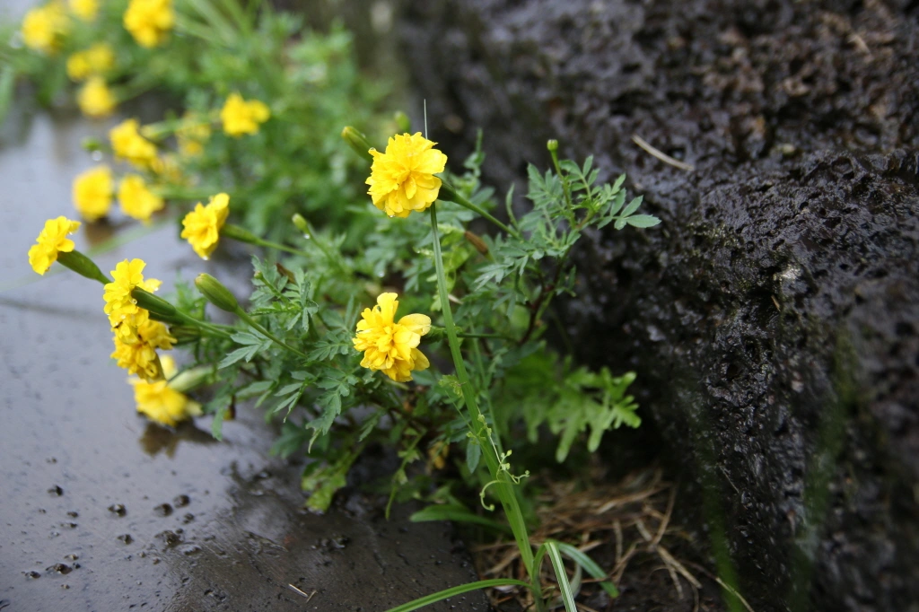 제주도 노란 꽃