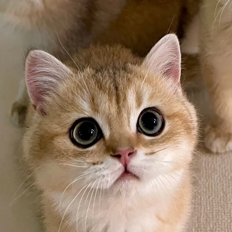 브리티쉬숏헤어 고양이 실버 유전병 분양 가격 성격_4