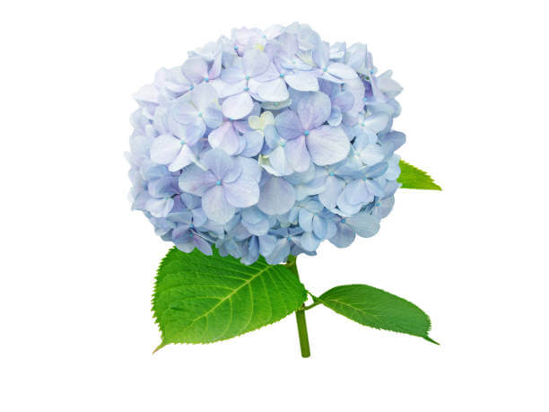 수국 꽃말과 개화시기 및 수국 종류를 아시나요? 수국은 다채로운 꽃과 아름다운 모습으로 인기를 끄는 식물이다. 풍성한 꽃다발과 다양한 색상은 화려하게 장식하는데 이상적입니다. 수국 꽃말과 개화시기, 수국 종류까지 읽어 보시기 바랍니다.