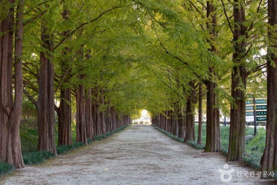 담양 메타세콰이어길