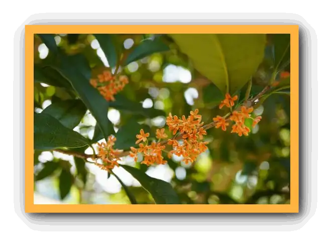 금목서 향기와 꽃말