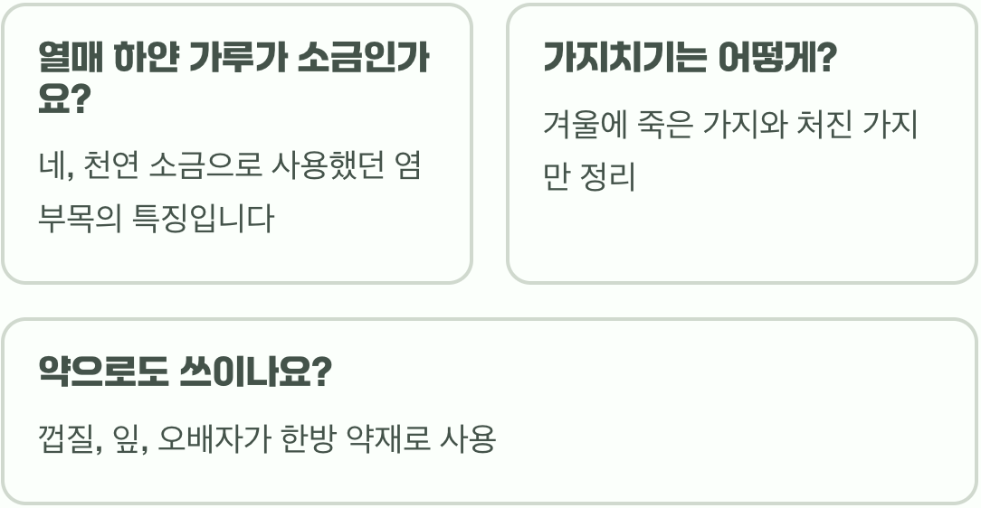 붉나무 키우기 A to Z