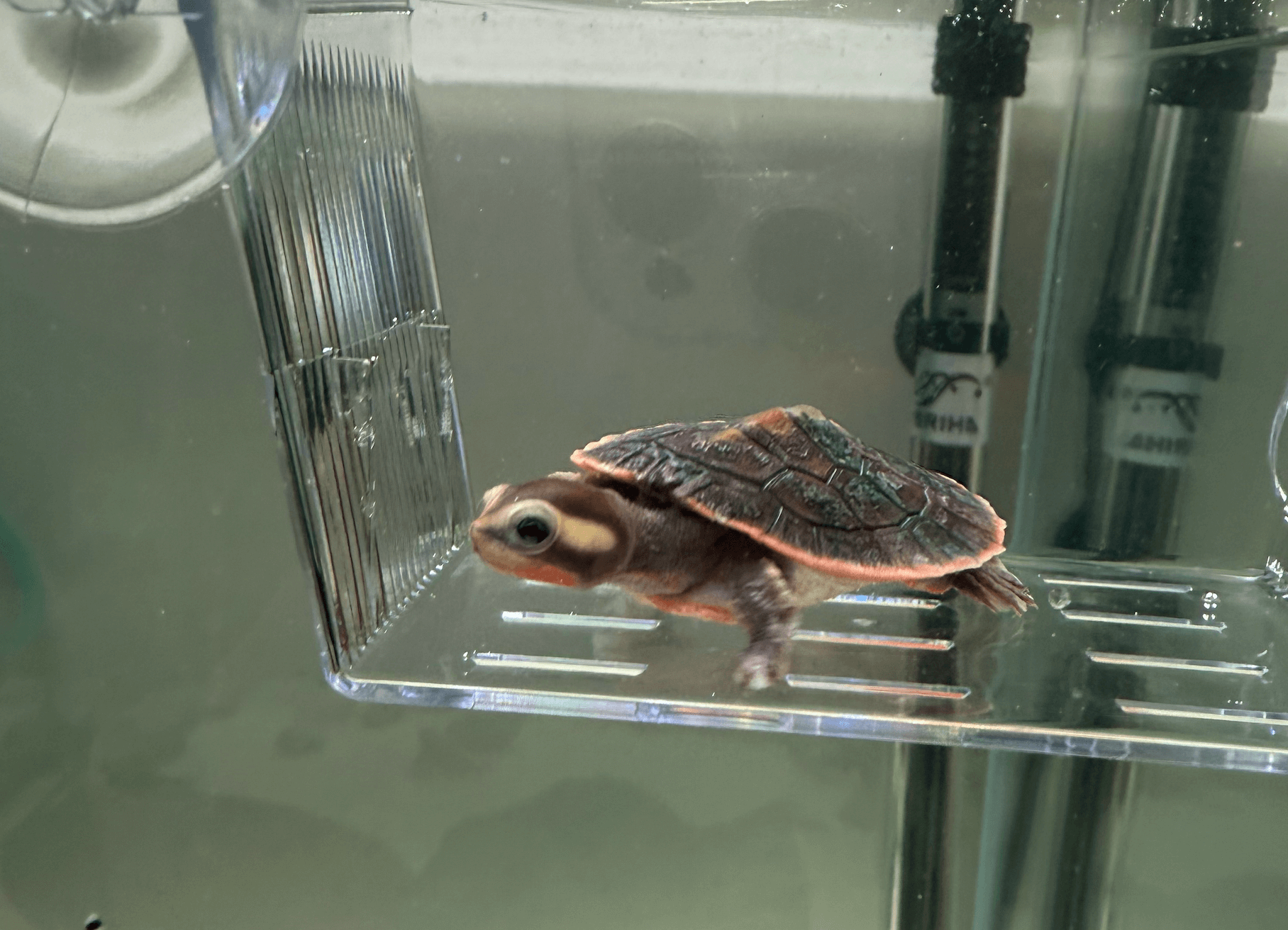 핑크벨리사이드넥