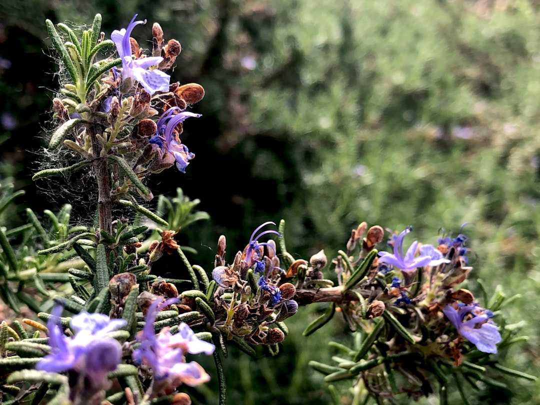 Rosemary