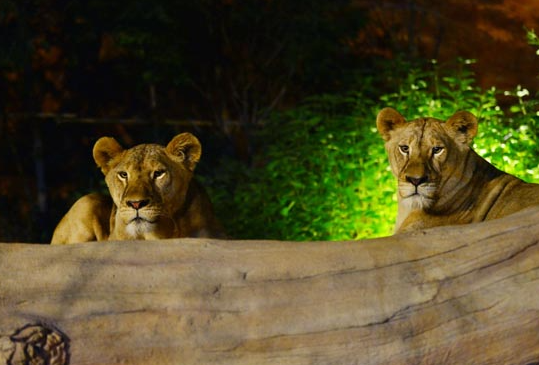 암사자-2마리-나무