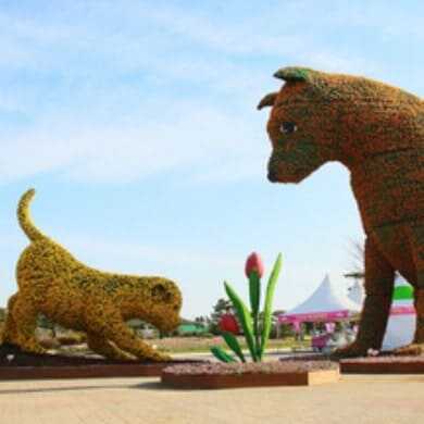 태안 세계 튤립 꽃 박람회