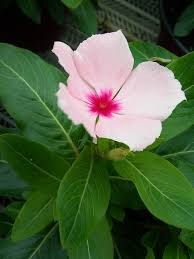 일일초 키우기 꽃 파종시기 번식 방법 꽃말 물 주기 모종 삽목 독성