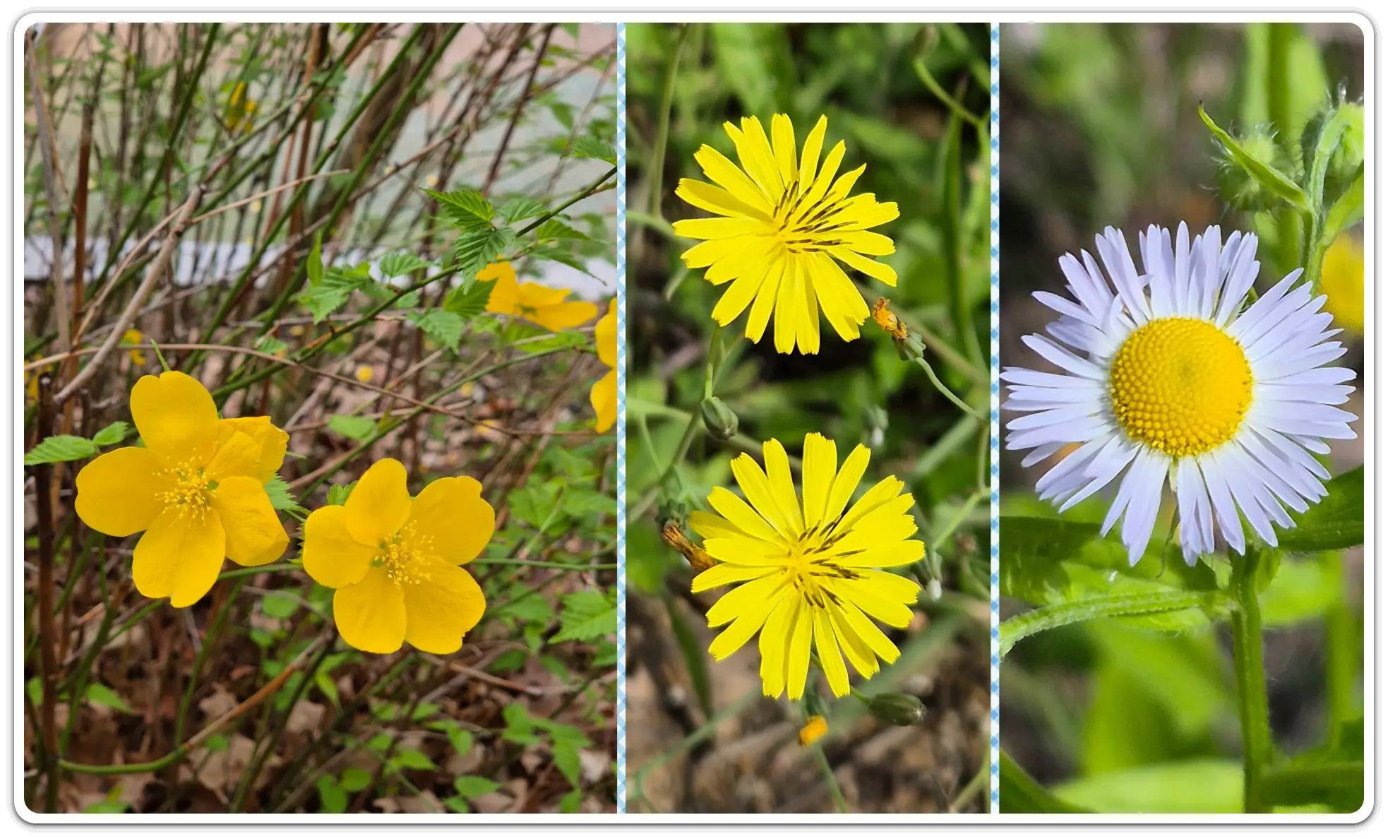 꽃-검색-꽃-사진-이름-검색-방법