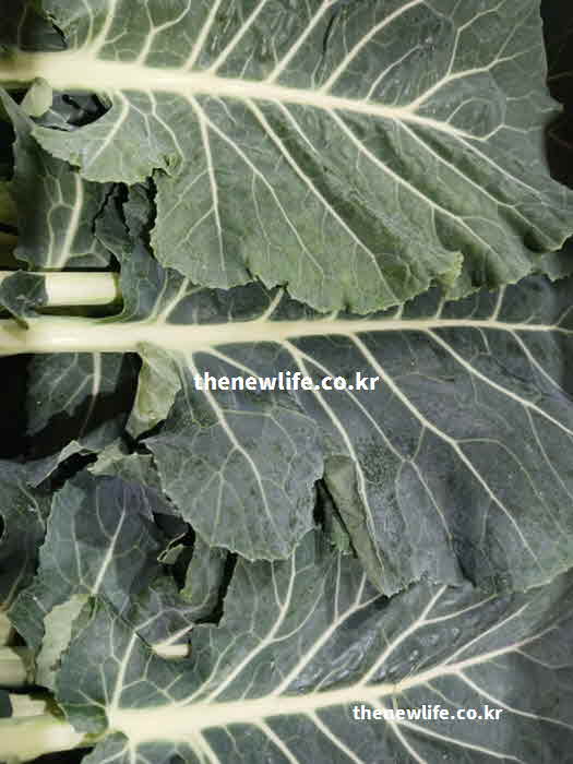 케일 효능 노화 방지 비타민C 성분