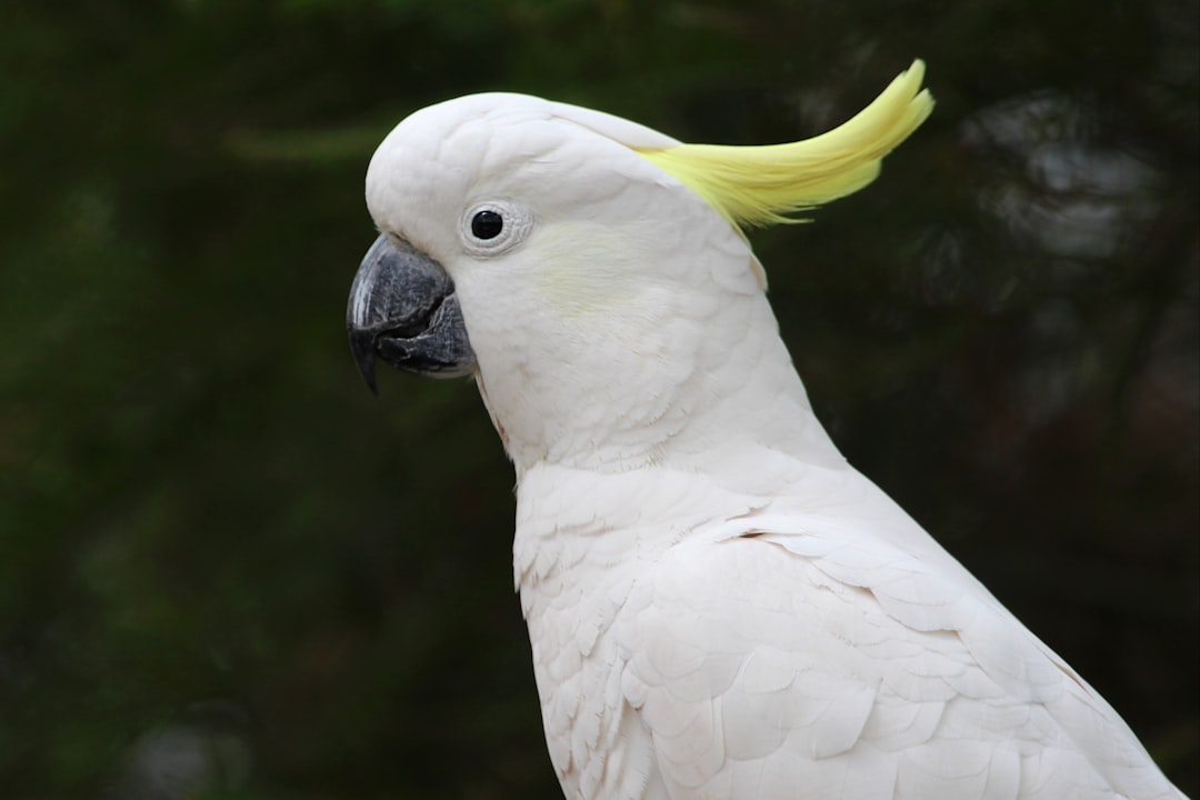'Bongo'