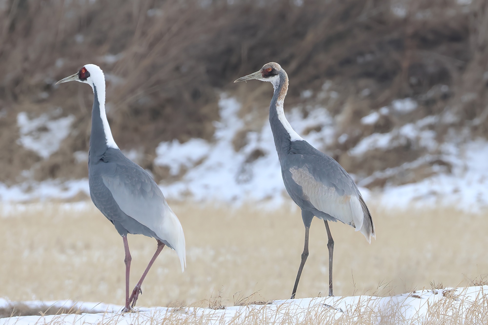 재두루미, 한국 겨울을 지키는 하늘의 보물|멸종위기 야생동물 1급