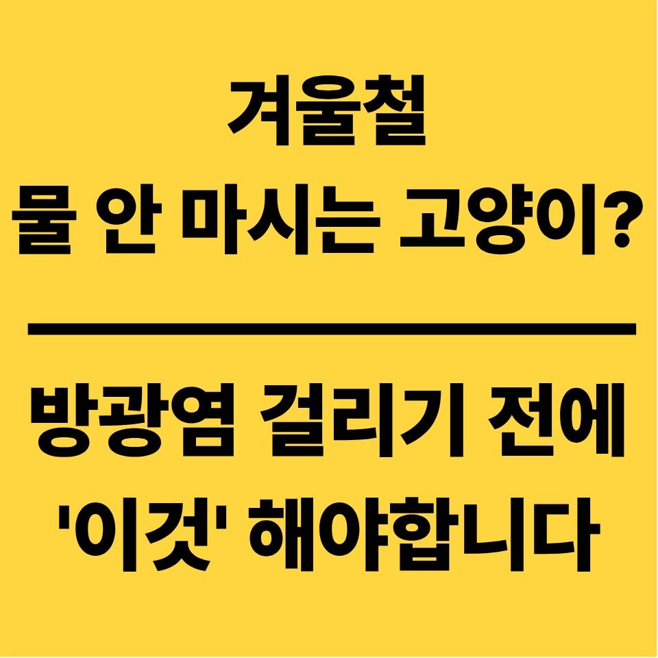 고양이 음수량 늘리는 방법과 겨울철 방광염 예방 정보