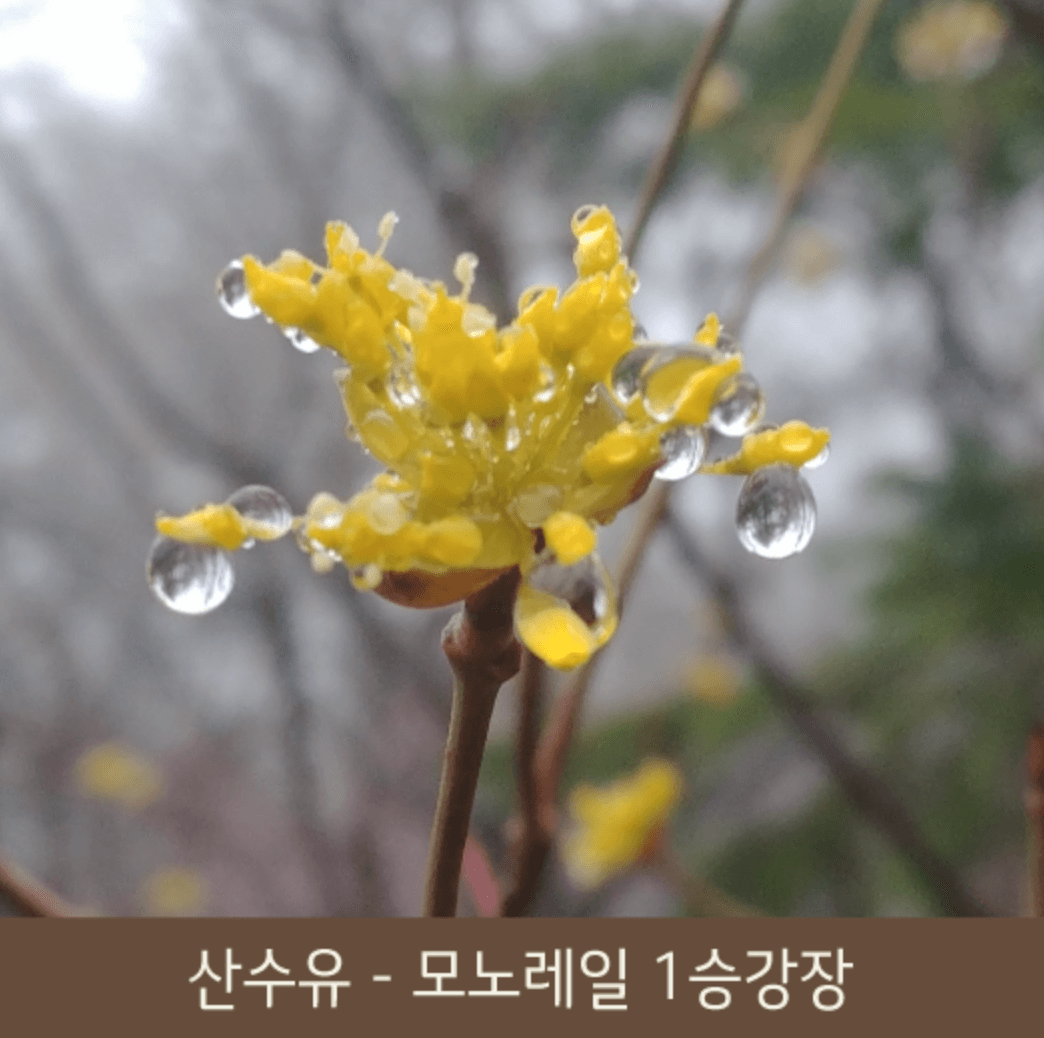 화담숲 화담채 모노레일 사전 예약&amp;#44; 할인받고 예매 하기